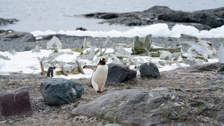 Gentoo penguins pygoscelis papua, petermann island, antarctica, polar regionsの写真素材