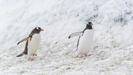 Gentoo penguins walking on snow. Neko Harbor, Antarctic Peninsulaの写真素材