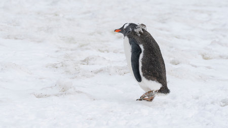 Close up portrait of one gentoo penguin walking in the snow of Antarcticaの写真素材