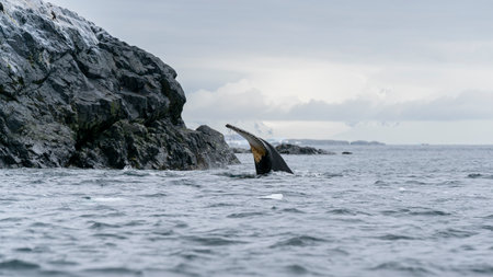 Antarctic Peninsula, Antarctica. Humpback whale diving.の写真素材