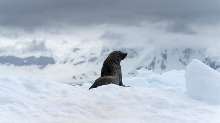 A fur seal poses on snow. Antarctic Peninsula. High quality photoの写真素材