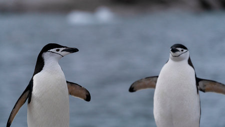 Two chinstrap penguins rocky shore of Antarctic Peninsulaの写真素材
