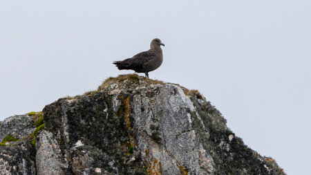 Brown skua standing on the rock Islands, Antarcticaの写真素材