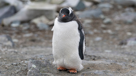 Close up portrait of one gentoo penguin walking in the snow of Antarcticaの写真素材