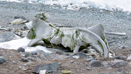 Whale bones lie on stone beach in Antarctica.の写真素材