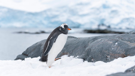 Lonely gentoo penguin walking on the coast of ocean. Antarctica.の写真素材