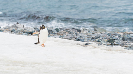 Gentoo penguin walking on ocean seaside in Antarctica peninsula.の写真素材