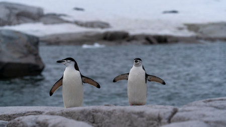 Two chinstrap penguins rocky shore of Antarctic Peninsula