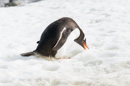 Gentoo penguin eats the snowの写真素材