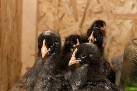 Little fluffy chickens in a brooder on farmの写真素材