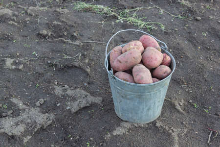 Harvested potato harvest. A bucket filled to the top with large potatoes.の写真素材