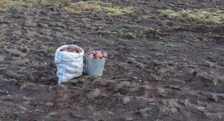 Harvested potatoes in a farmer's field. White bag and metal bucket filled with large red potatoes.の写真素材
