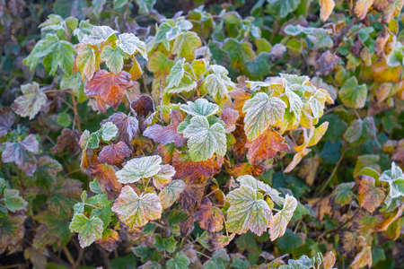 Autumn photo of colorful blackcurrant leaves covered in frost with the first frost.の写真素材