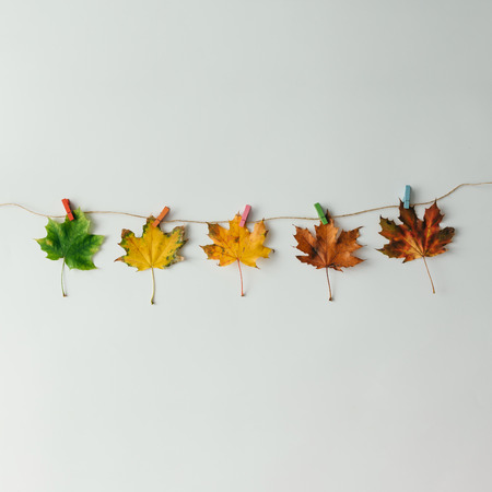 Creative layout of colorful autumn leaves. Flat lay. Season concept.の写真素材