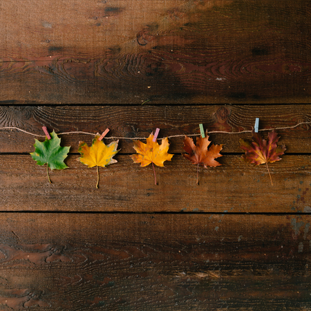 Creative layout of colorful autumn leaves. Flat lay. Season concept.の写真素材