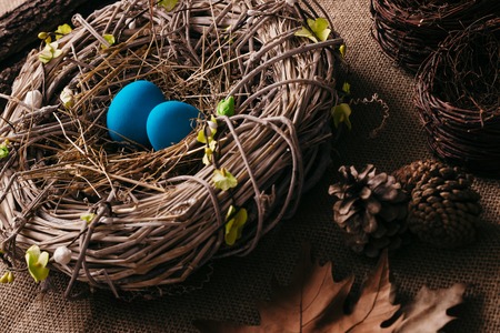 Blue Easter eggs in bird nestの写真素材