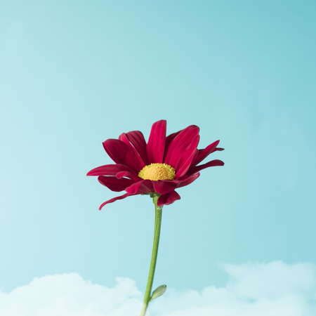 Red flower on sky background. Minimal concept.の写真素材