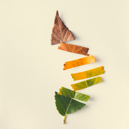 Creative layout of colorful autumn leaves. Flat lay. Season concept.の写真素材