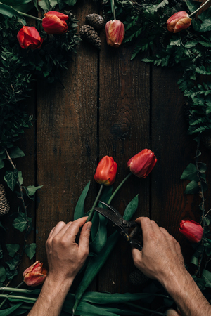 POV male hands cutting tulips on dark wooden table.の写真素材