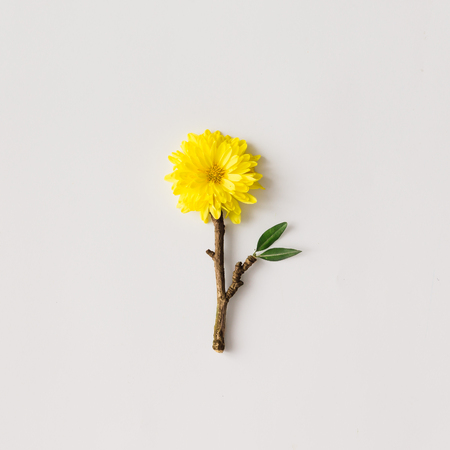 Minimalistic yellow flower made of branch. flat lay. Minimal concept.の写真素材