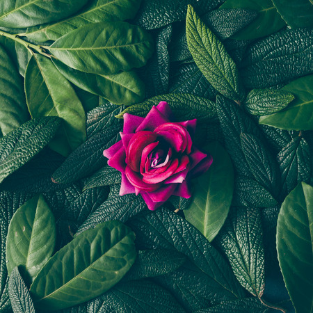 Creative layout made of green leaves and purple flower. Flat lay. Nature conceptの写真素材