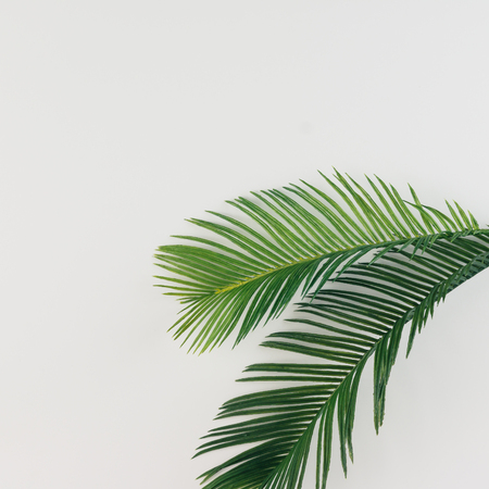 Tropical palm leaves on bright background. Summer minimal concept. Flat lay.