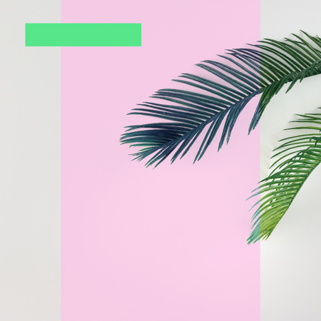 Tropical palm leaves on bright background. Summer minimal concept. Flat lay.の写真素材