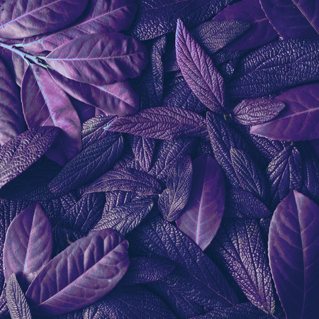 Creative tropic purple leaves layout. Supernatural concept. Flat lay. Ultra violet colors.の写真素材
