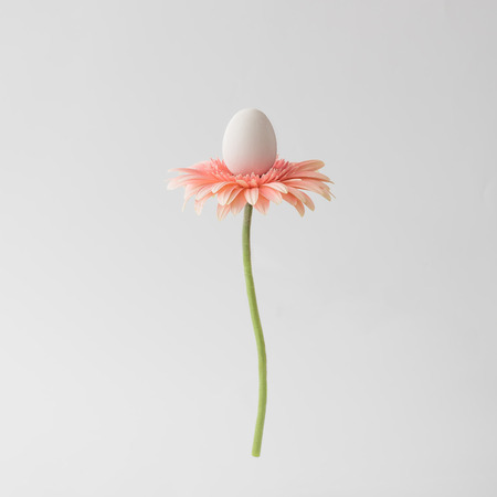 Easter egg on pink daisy flower. Minimal spring. Nature concept.の写真素材