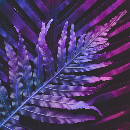 Creative tropic purple leaves layout. Supernatural concept. Flat lay. Ultra violet colors.の写真素材