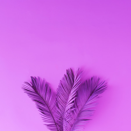 Tropical and palm leaves in vibrant bold purple color. Concept art. Minimal surrealism background.の写真素材