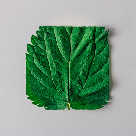 Creative nettle leaf layout. Minimal nature concept. Flat layの写真素材