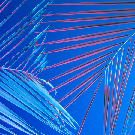 Tropical and palm leaves in vibrant bold gradient holographic neon  colors. Concept art. Minimal surrealism background.の写真素材