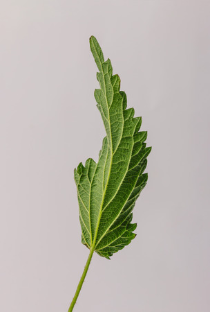 Green nettle leaf against bright background. Minimal nature.