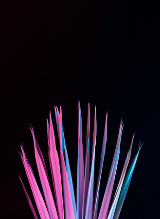 Tropical and palm leaves in vibrant bold gradient holographic neon  colors. Concept art. Minimal surrealism background.の写真素材