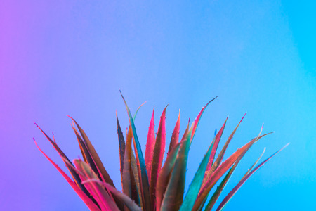 Tropical and palm leaves in vibrant bold gradient holographic neon  colors. Concept art. Minimal surrealism background.の写真素材