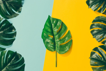Creative layout made of colorful tropical leaves on yellow and blue background. Minimal summer exotic concept with copy space. Border arrangement.の写真素材