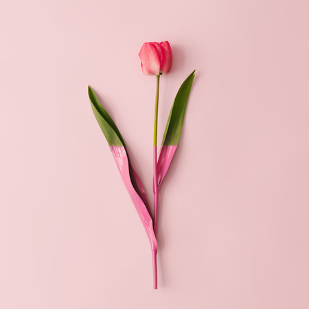 Creative layout made with spring tulip flower dipped in paint on pastel pink background. Minimal nature composition with copy space.の写真素材