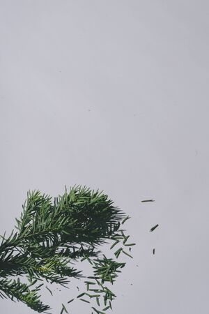 Christmas tree with pastel grey background and deep shadows. Minimal contemporary concept.