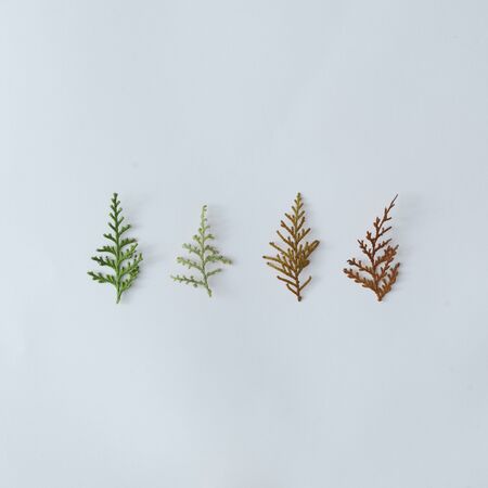 Creative winter layout made of pine tree branches. Christmas flat lay. Nature holiday season concept.の写真素材