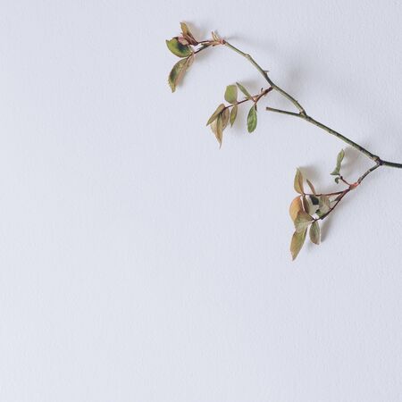 Trendy Summer layout made with rose branch and paper card note on bright background. Minimal summer flower or nature concept with creative copy space.の写真素材