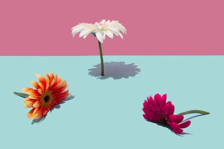 Creative layout made of spring flowers with copy space. Nature background. Season minimal idea.
