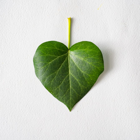 Leaf in shape of a heart. Love valentines or woman's day concept. Natural green leaf on bright...
