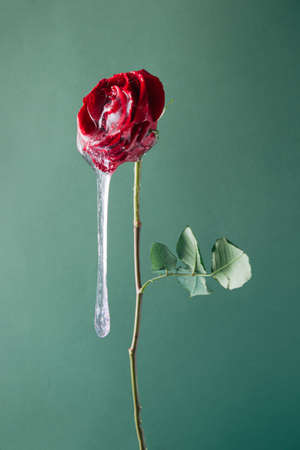 Red rose flower with slime against green background. Creative nature concept. Spring background.