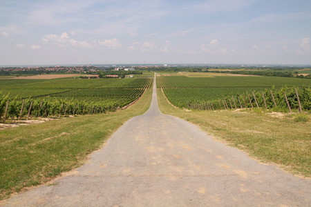 Asphalt road to vineyard の写真素材