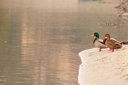 Ducks look on riverの写真素材
