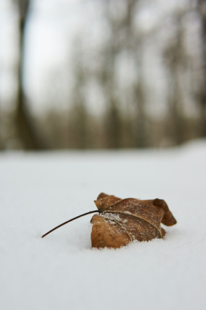 Leaf on snow.の写真素材