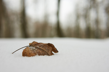 Leaf on snow.の写真素材