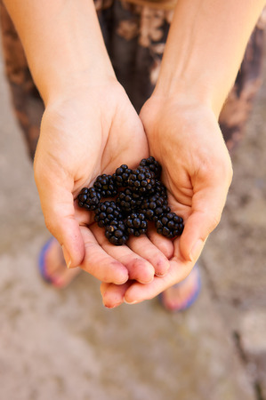 Woman holding blackberries in hands.の写真素材