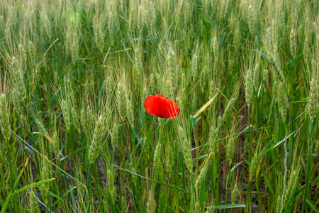 FLOWER ON THE FIELDSの写真素材